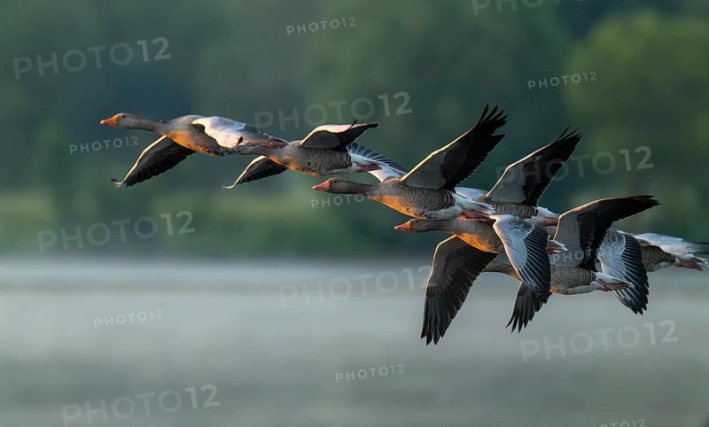Grey goose (Anser anser), gray geese flying over a body of water in early warm morning light, Lower Saxony, Germany