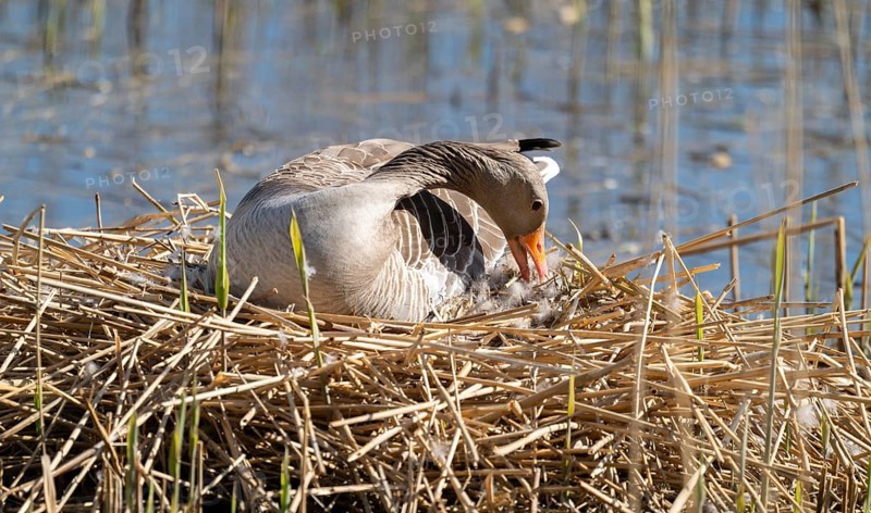 Grey goose (Anser anser) sitting on the nest and breeding, blue water, Lower Saxony, Germany