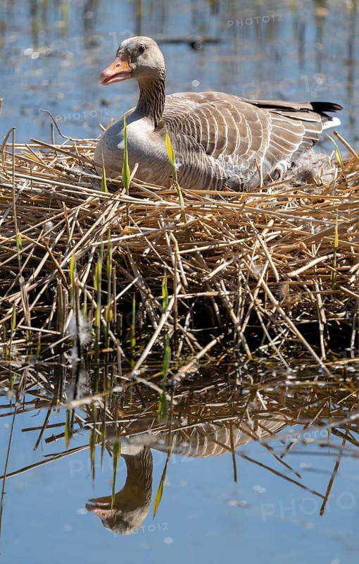 Grey goose (Anser anser) sitting on the nest and breeding, blue water, Lower Saxony, Germany