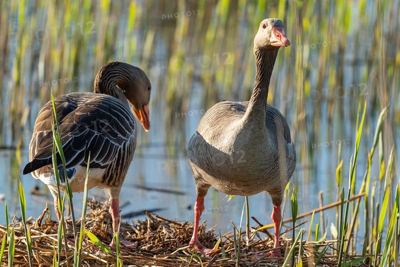 Grey goose (Anser anser), a couple standing on the nest, blue water, Lower Saxony, Germany