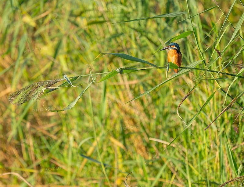Kingfisher (Alcedo atthis) sits on a reed stalk while hunting a prey, reed (Phragmites australis) as a sitting room, Lower Saxony, Germany
