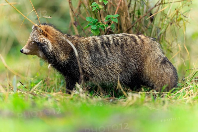A raccoon dog stands sideways in front of a tree trunk in the grass, raccoon dog, (Nyctereutes procyonoides), wildlife, Western Pomerania National Park, Zingst, Mecklenburg-Western Pomerania, Germany