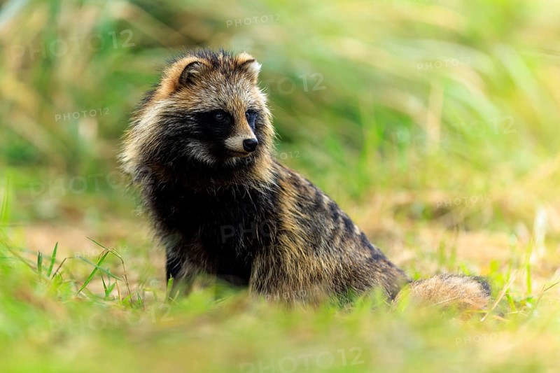 A raccoon dog sits attentively in the grass and looks to the side, raccoon dog, (Nyctereutes procyonoides), wildlife, Western Pomerania National Park, Zingst, Mecklenburg-Western Pomerania, Germany