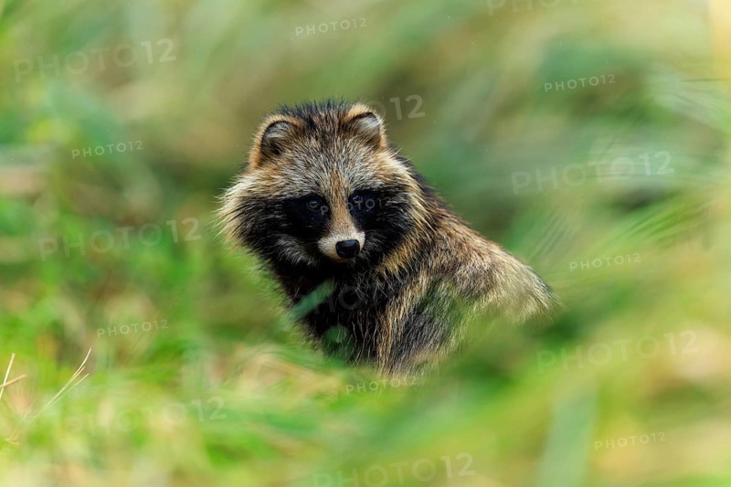 A raccoon dog looks through the grasses and looks alert, raccoon dog, (Nyctereutes procyonoides), wildlife, Western Pomerania Lagoon Area National Park, Zingst, Mecklenburg-Western Pomerania, Germany