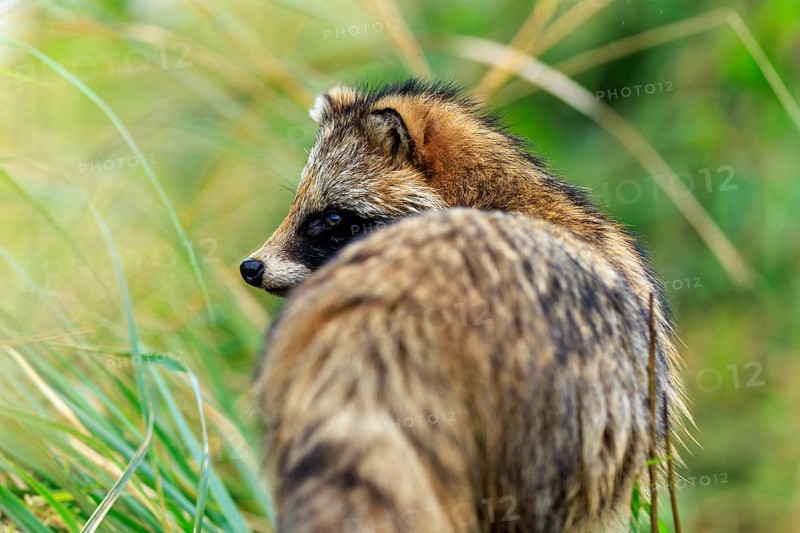 A raccoon dog in side view looking into the green, raccoon dog, (Nyctereutes procyonoides), wildlife, Western Pomerania Lagoon Area National Park, Zingst, Mecklenburg-Western Pomerania, Germany