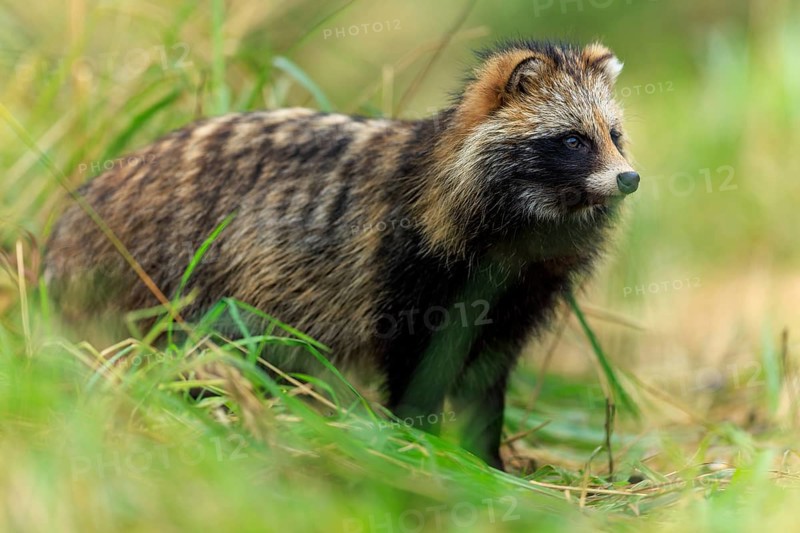 A raccoon dog stands alert in the grass looking into the distance, raccoon dog, (Nyctereutes procyonoides), wildlife, Western Pomerania Lagoon Area National Park, Zingst, Mecklenburg-Western Pomerania, Germany