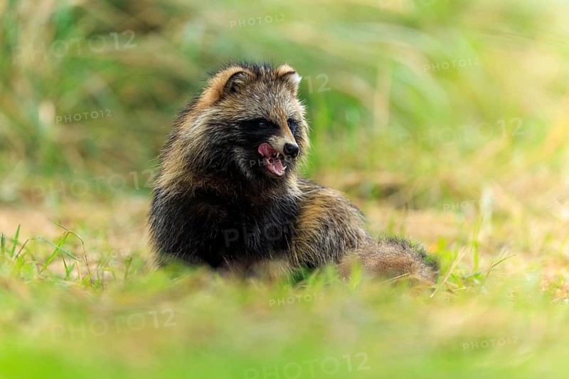 A sitting raccoon dog sticks out its tongue and looks forward, raccoon dog, (Nyctereutes procyonoides), wildlife, Western Pomerania Lagoon Area National Park, Zingst, Mecklenburg-Western Pomerania, Germany