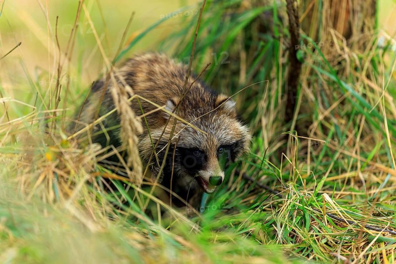 A raccoon dog hides in the grass and looks attentively, raccoon dog, (Nyctereutes procyonoides), wildlife, Western Pomerania Lagoon Area National Park, Zingst, Mecklenburg-Western Pomerania, Germany