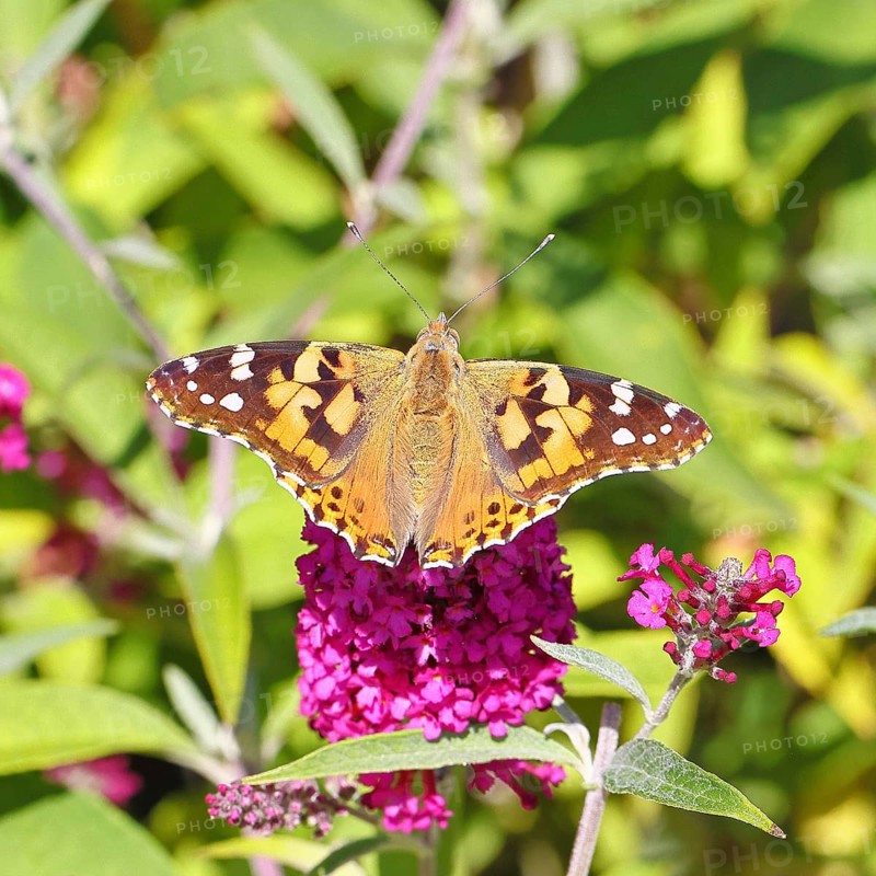 Thistle butterfly (Vanessa cardui) on a Buddleja davidii flower, Wilnsdorf, North Rhine-Westphalia, Germany