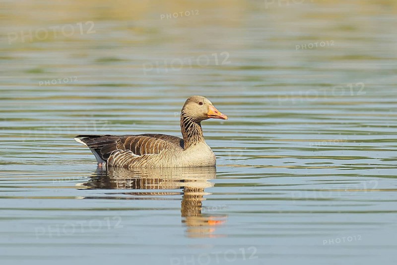 Greylag goose (Anser anser), swimming on a pond, Wagbachniederung nature reserve, Waghäusel, Baden-Württemberg, Germany