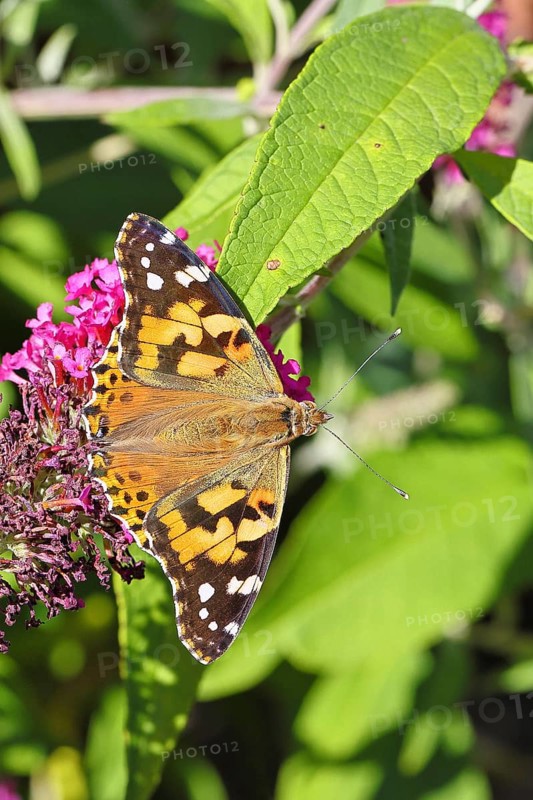 Thistle butterfly (Vanessa cardui) on a Buddleja davidii flower, Wilnsdorf, North Rhine-Westphalia, Germany