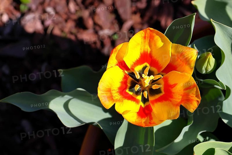 Pistil and stamens in a tulip calyx (Tulipa), tulip flower, red, black and yellow markings, Wilnsdorf, North Rhine-Westphalia, Germany