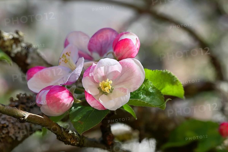 Apple blossoms (Malus), red still closed blossoms and white opened blossom with bokeh in the background, close-up, Wilnsdorf, North Rhine-Westphalia, Germany
