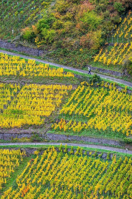 Vineyards in autumn in the central Ahr valley, near Altenahr, Rhineland-Palatinate