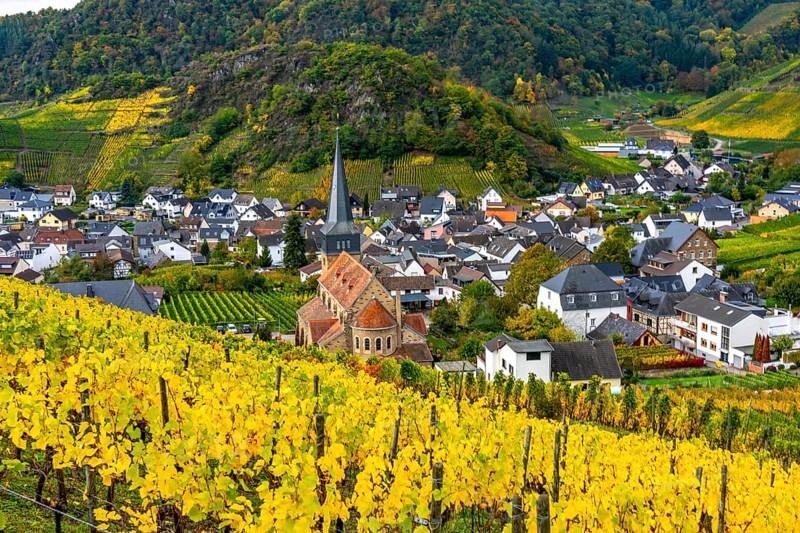 Vineyards in autumn in the central Ahr valley, near Mayschoß, Rhineland-Palatinate