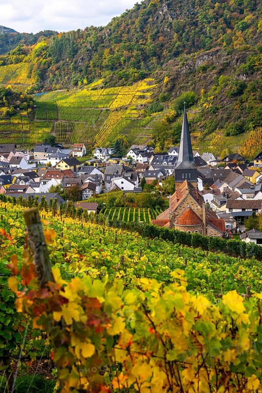 Vineyards in autumn in the central Ahr valley, near Mayschoß, Rhineland-Palatinate