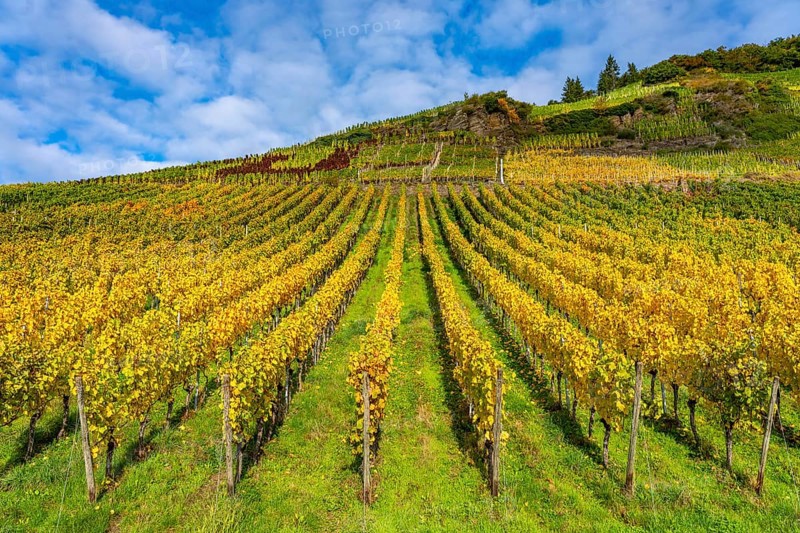Vineyards in autumn in the central Ahr valley, near Mayschoß, at the Mönchberger Hof winery, Rhineland-Palatinate