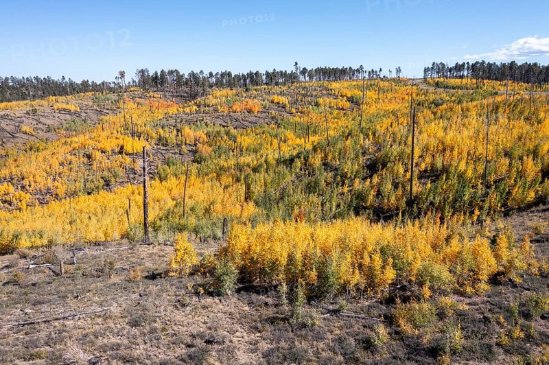 Jacob Lake, Arizona - Aspens show their brilliant fall colors as they revegetate the area burned by the Warm Fire in 2006. That wildfire burned 60, 000 acres north of the Grand Canyon in Kaibab National Forest