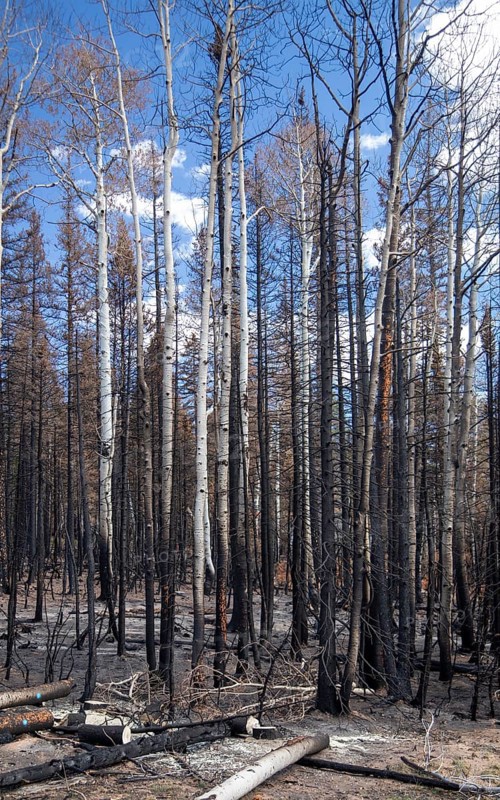 Jacob Lake, Arizona - Burned trees from the Dragon Bravo Fire. The wildfire burned 145, 000 acres on the north rim of the Grand Canyon and in Kaibab National Forest