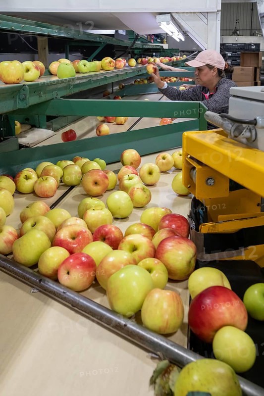 Berrien Springs, Michigan - Fresh apples are sorted and packed at Hildebrand Fruit Farms. Michigan is the second-largest grower of apples in the United States