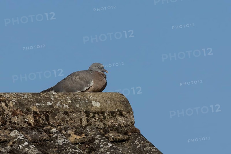 Wood pigeon (Columba palumbus) juvenile baby squab bird resting on an urban house roof, England, United Kingdom