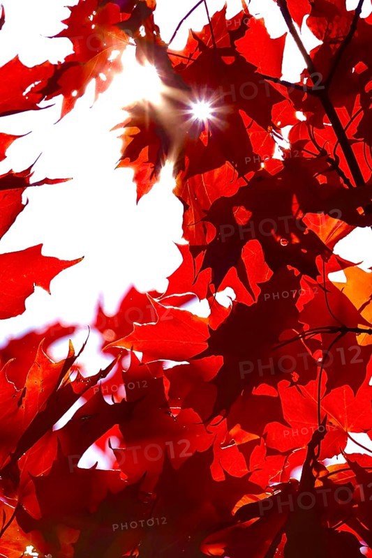 Autumn sun shining through the leaves of a maple tree, October, Germany