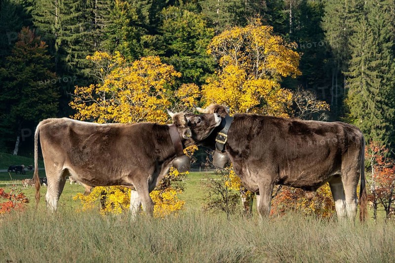 Cattle, 2 cows with cowbells, nestling heads together, autumn coloured trees behind, Stillachtal, Oberstdorf, Oberallgäu, Allgäu, Bavaria, Germany