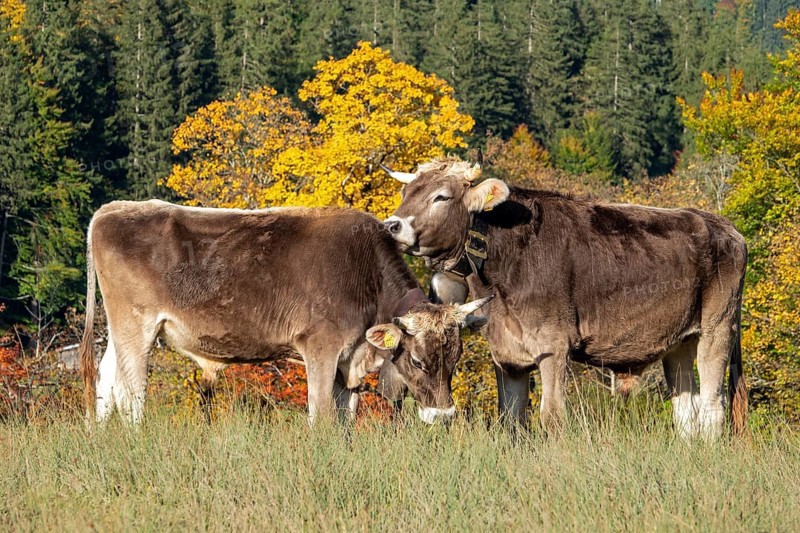 Cattle, 2 cows with cowbells, autumn coloured trees behind, Stillachtal, Oberstdorf, Oberallgäu, Allgäu, Bavaria, Germany