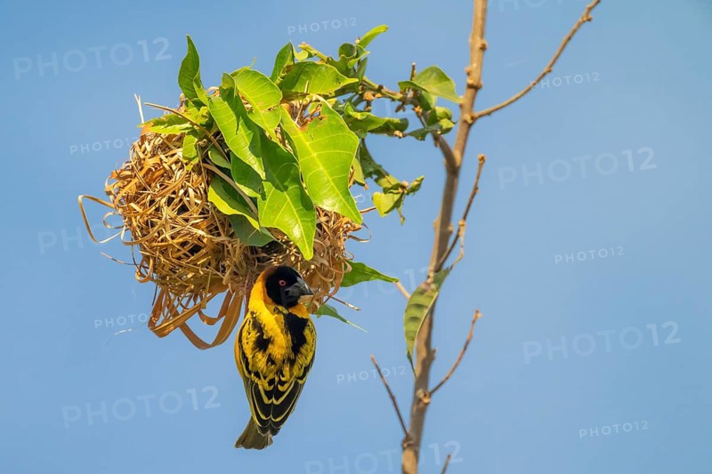 Village weaver (Ploceus cucullatus, Textor cucullatus) at the nest, also Textor weaver, Uganda