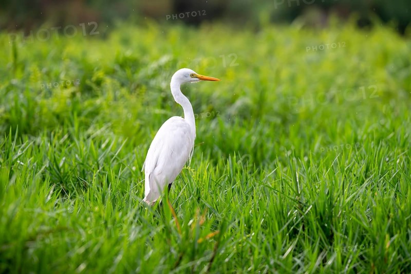 Great White Egret (Ardea alba), Mabamba Swamp, Lake Victoria, Uganda
