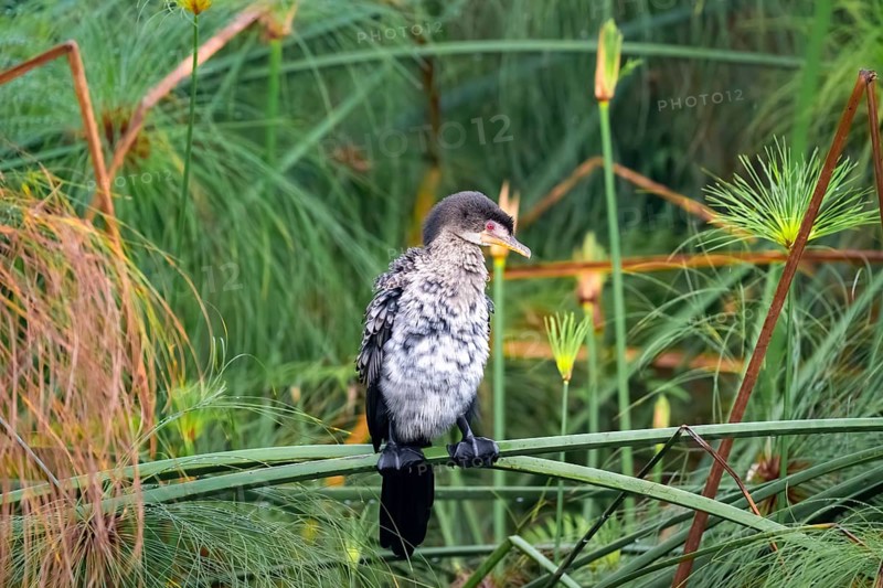 Reed Cormorant (Phalacrocorax africanus), young bird sitting on papyrus, Mabamba Swamp, Lake Victoria, Uganda