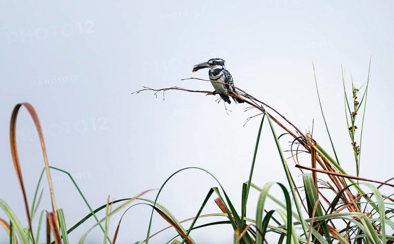 Grey Kingfisher (Ceryle rudis), with prey fish in its beak, sitting on reeds, Mabamba Swamp, Lake Victoria, Uganda