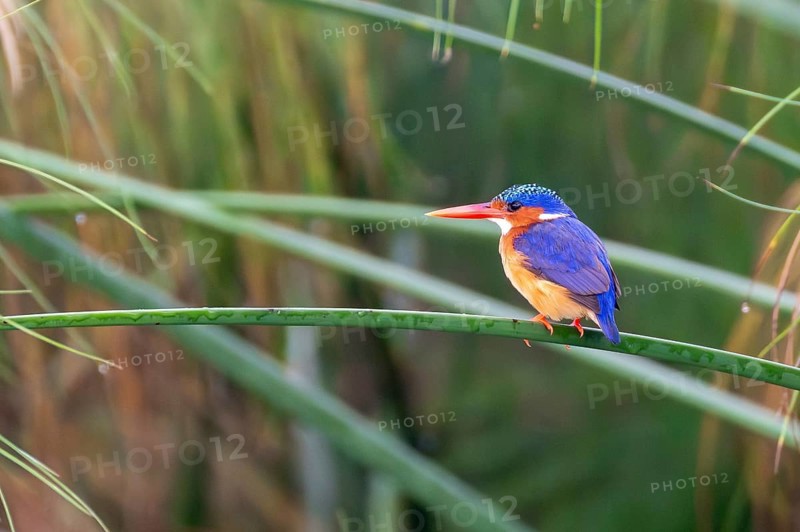 Crested Pygmy Kingfisher (Corythornis scalloped ribbonfish), bird sitting on papyrus stalk, Mabamba Swamp, Lake Victoria, Uganda