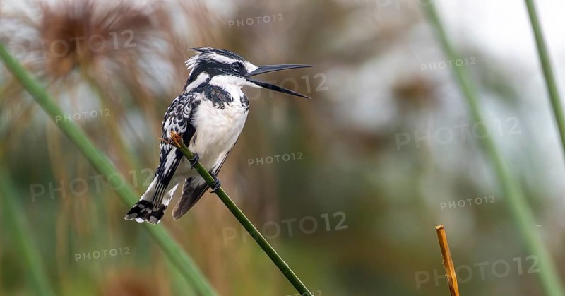 Grey Kingfisher (Ceryle rudis), calling, bird sitting on papyrus stalk, Mabamba Swamp, Lake Victoria, Uganda