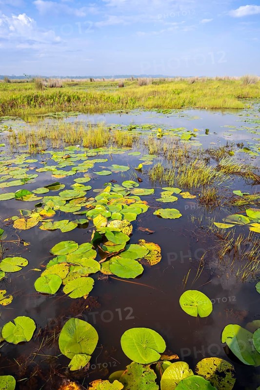 Water lilies (Nymphaeaceae), landscape at Mabamba Swamp, Lake Victoria, Uganda