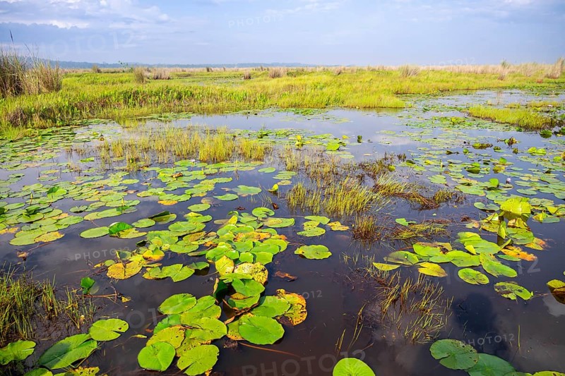 Water lilies (Nymphaeaceae), landscape at Mabamba Swamp, Lake Victoria, Uganda