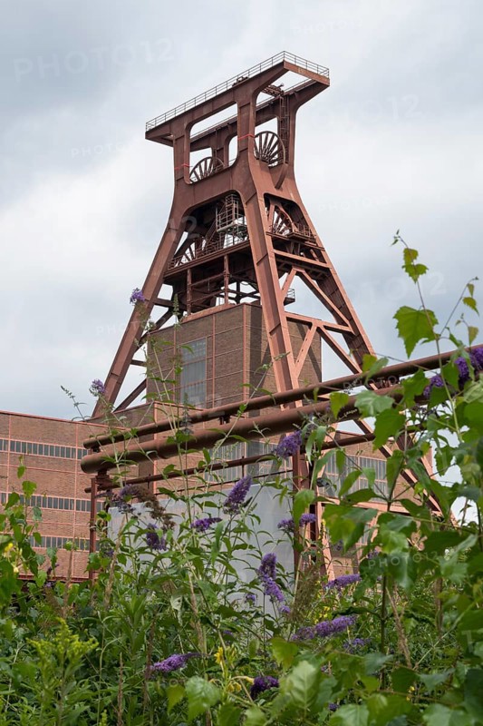 Double trestle headframe, Shaft XII, lilacs in bloom in the foreground, Zollverein Coal Mine Industrial Complex, UNESCO World Heritage Site, Essen, Ruhr area, North Rhine-Westphalia, Germany