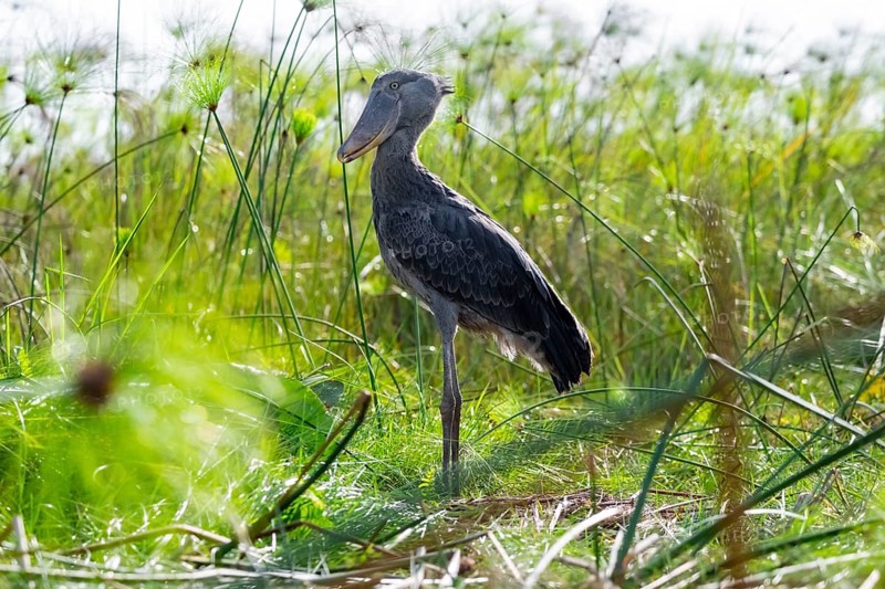 Shoebill (Balaeniceps rex) in the swamps of Mabamba between Papyrus, Lake Victoria, Uganda
