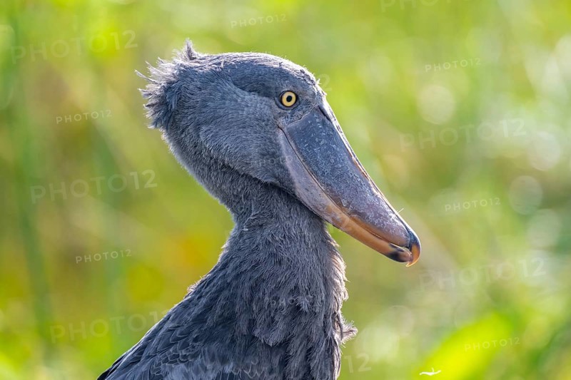 Shoebill (Balaeniceps rex) in the swamps of Mabamba, Lake Victoria, Uganda