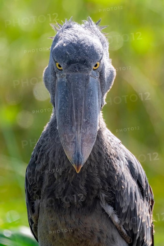 Serious animal portrait, shoebill (Balaeniceps rex) in the swamps of Mabamba, Lake Victoria, Uganda