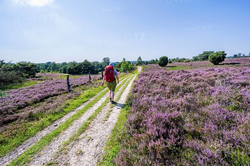 Hiker on a path through flowering heathland, heather and juniper bushes, Lüneburg Heath nature reserve, Lower Saxony, Germany