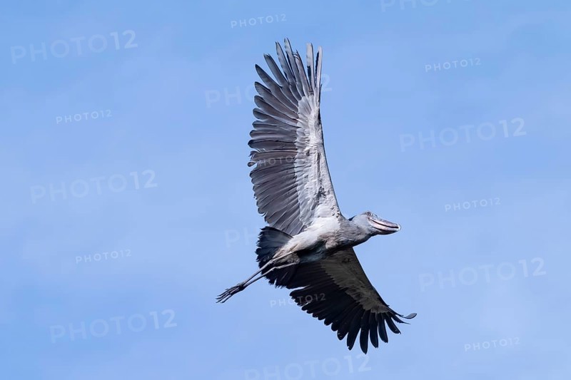 Shoebill (Balaeniceps rex) in flight, bird in the sky, Mabamba, Lake Victoria, Uganda