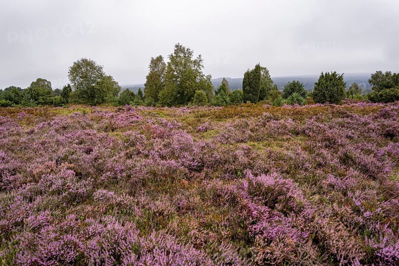 Purple flowering heath, broom heather and juniper bushes, Wilseder Berg, Lüneburg Heath nature reserve, Lower Saxony, Germany