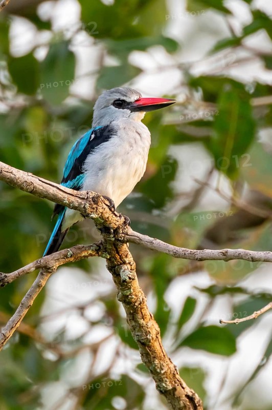 Senegal Kingfisher (Halcyon senegalensis) on a branch, Ziwa Rhino Sanctuary, Uganda