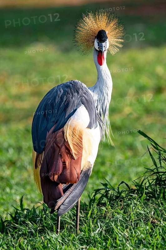 South African crowned crane (Balearica regulorum), Ziwa Rhino Sanctuary, Uganda