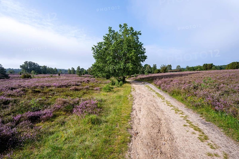 Path through purple flowering heath, heather and juniper bushes, Lüneburg Heath nature reserve, Lower Saxony, Germany