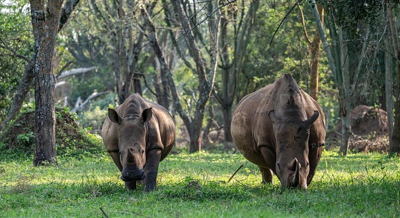 Two animals, Southern white rhinoceros (Ceratotherium simum simum), Ziwa Rhino Sanctuary, Uganda