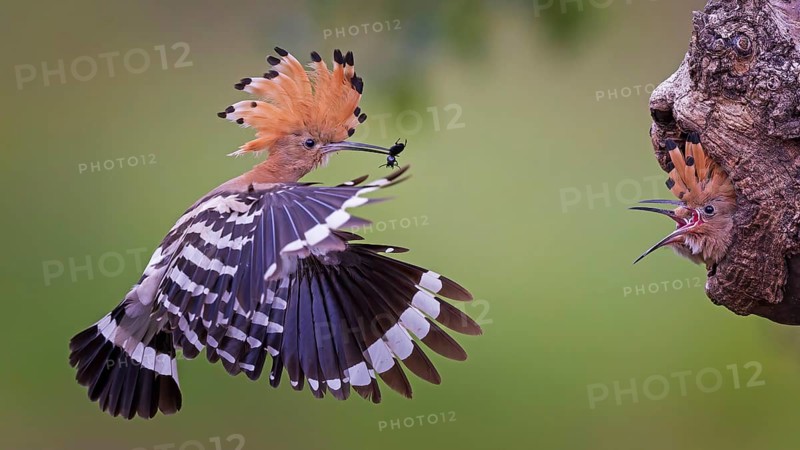 Hoopoe (Upupa epops) Bird of the Year 2022, male with food, prey, foraging, food for the young birds, erected bonnet, sunrise, interaction, breeding cave, nest, young bird begging for food, flying, on approach, wings, climate change, Middle Elbe Biosphere Reserve, Saxony-Anhalt, Germany