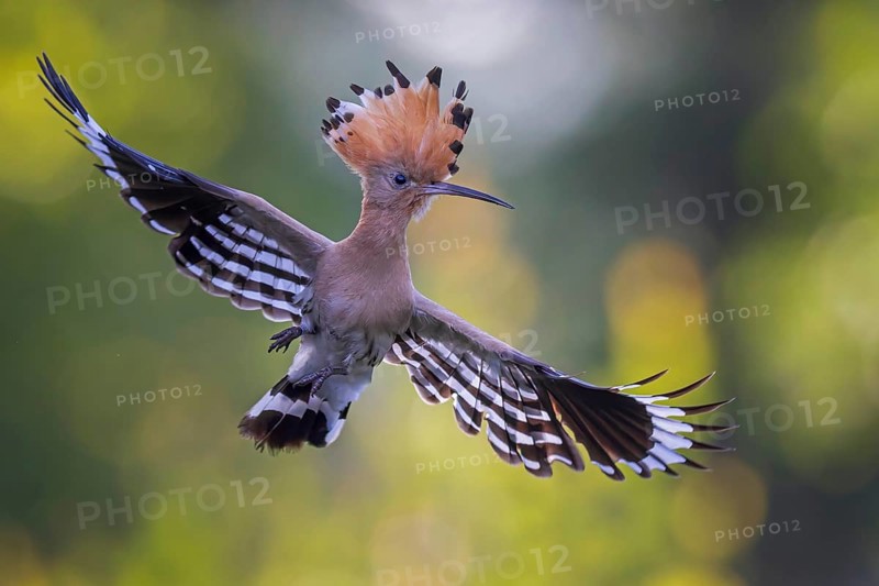 Hoopoe (Upupa epops) Bird of the Year 2022, male, female, erect canopy, sunrise, interaction, breeding cavity, approaching, nest, flying, wings spreading, approaching, wings, climate change, Middle Elbe Biosphere Reserve, Saxony-Anhalt, Germany