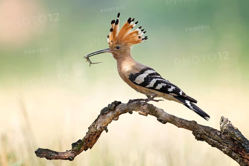 Hoopoe (Upupa epops) Bird of the Year 2022, male, female, erect canopy, sunrise, interaction, sitting and resting, adult bird with sand lizard as prey for the hungry young birds, climate change, Middle Elbe Biosphere Reserve, Saxony-Anhalt, Germany